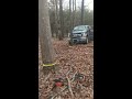 Dead pine removal