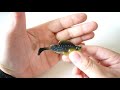 Megabass Dark Sleeper?!?! Watch before you buy!