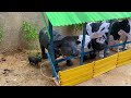 Wadidaw‼️ Process of Slaughtering Sacrificial Cows, Buffaloes, Horses, Buffalo Calves | Ziya Beef K