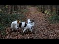 Collies spielen an der Bullenwiese