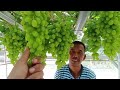 Usia 4 bulan Anggur Berbuah Lebat, Ini Rahasianya! @petani.milenial2021