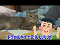 大好きなパパと最後に過ごす日が寂しくてずっとくっ付いて離れない元野良猫トラ