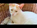 I love to relax in my basket|Cat relaxing 😌/sleeping video|