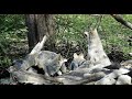 Endangered Wolf Pups Go Boing!