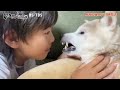 【小2自由研究に感動】愛犬への愛情が胸を打つ