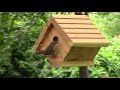 2020 House Wren 4  July 2020