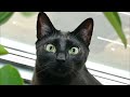 7 Ways You Can Emotionally Hurt Your Bombay Cat