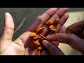 How to crack open peach pits