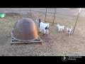 Let's plant some potatoes and onions watch till the end to see the baby goats