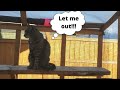 How to build a DIY CATIO FOR FREE 😺 We built our catio for FREE   #CATIO #FREE #DIY