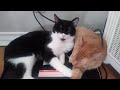 Affectionate Cats