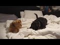 Battle of the Bed