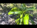 Tour Tropical Garden Mango Trees February 2024