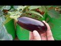 COMPLETE GARDENING COURSE FOR BEGINNERS – PART 3 | SEEDS GERMINATION TIPS