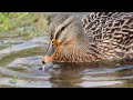 Le CANARD COLVERT (Anas platyrhynchos) /Mallard    #baiedesomme