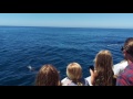 Newport Beach whale watching cruise June 27, 2017