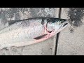 How to Identify Different types of Salmon