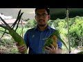 Teknologi Penanaman Jagung Manis di Kedah