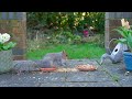 [NO ADS] Cat TV for Cats to Watch 😸 Squirrel Party on the Patio 🕊️ Bird Videos for Cats