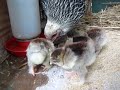 Dark Brahma Mama Hen and Chicks June 2021