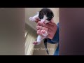 Cute Baby Animals Videos Compilation | Funny and Cute Moment of the Animals #01- Cutest Animals 2024