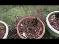 Easy Acidic Potting Soil Recipe for Growing Blueberries in Containers