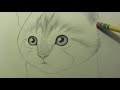 How to Draw a Kitten: Narrated Step by Step