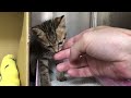 An Angry Kitten Become Tame In 4 Minutes
