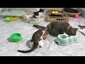 Funniest Cats And Dogs Videos 2024🤣You Laugh You Lose 🐶