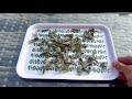 The EASY WAY to dry and preserve your Sage