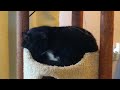 Fluffy tuxedo cat sleeping the day away! (cat cam series)