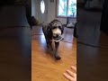 Houdini the talking dog. Fluent Pet buttons #dog #fluentpet #dogvideos #talkingdog #fyp #cutedog