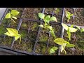 Seed germination experiment