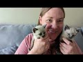 New & Improved! Teaching 4 to 5 week old kittens how to eat