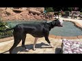 Great Dane Puppy Sits In the Pool & Watches Big Dog Sisters Run Zoomies & Swim