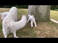 ลูกหมาสุดน่ารัก Adorable Maremma Sheepdog puppies 2020