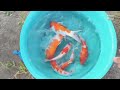 Catch giant catfish in the hole, koi fish, ornamental fish, bumblebee fish, betta fish, ducks,