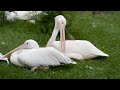 Relaxing bird watching in stunning 4K resolution - The most beautiful birds (relaxing sounds)
