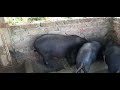 Some large size local Pigs. NAGALAND