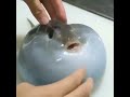 pufferfish squeeze