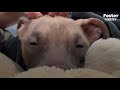 Puppy Found Tied To Pole Is Glued To Her Mom's Side Now  | The Dodo Foster Diaries