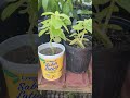 Tropical fruit tree and plant update, I just started and learning so much, St. Croix USVI