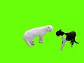 green screen cute cats fighting