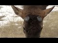 Largest Elk Bull Sheds His Antlers