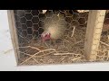We got CHICKENS!! // First day with our chickens in Phoenix, AZ // First time chicken owners