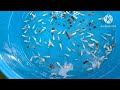 Collecting Hundreds Of PKBM Fry Inside A Small Pond