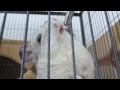 Chinchilla Care Tip #3 - Keep the Water Flowing