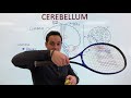 The Cerebellum