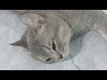 The FUNNIEST Dogs and Cats Shorts Ever😻🐕‍🦺You Laugh You Lose😹