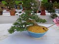 Bonsai lovers, Horticulture Kolkata 2018 part 4